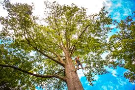 Best Leaf Removal  in Monument Hills, CA