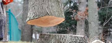Best Storm Damage Tree Cleanup  in Monument Hills, CA