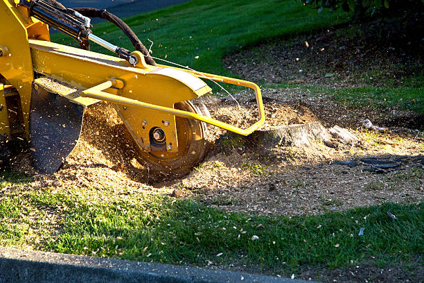 Best Commercial Tree Services  in Monument Hills, CA