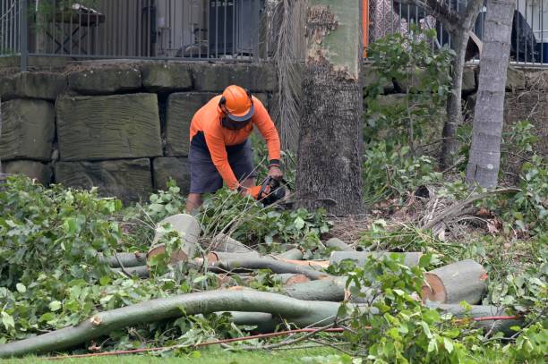 Reliable Monument Hills, CA Tree Services Solutions