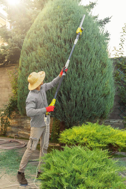 Organic Lawn Care Solutions in Monument Hills, CA
