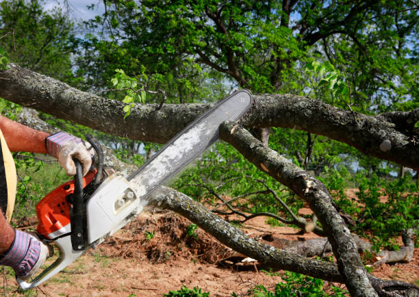 Best Tree Cabling and Bracing  in Monument Hills, CA